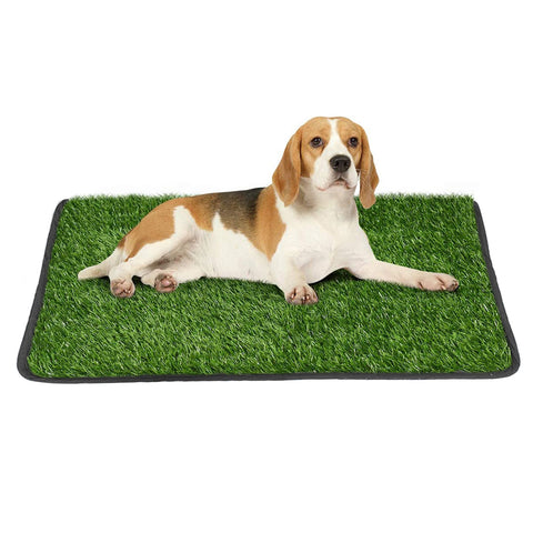 Tapis gazon vert pour chien