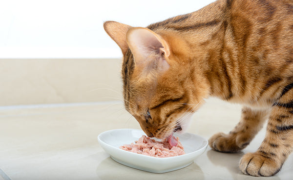 Miglior Patée Pour Chat Adult Riche en Poisson 400gr