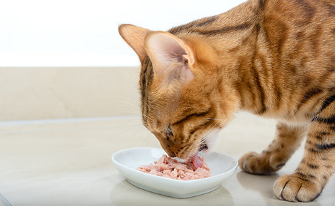 Miglior Patée Pour Chat Adult Riche en Poisson 400gr