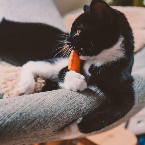 Jouet à herbe à chat Beco – Poisson