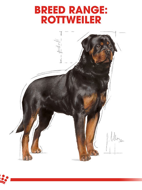 Royal Canin Rottweiler Adult 12kg