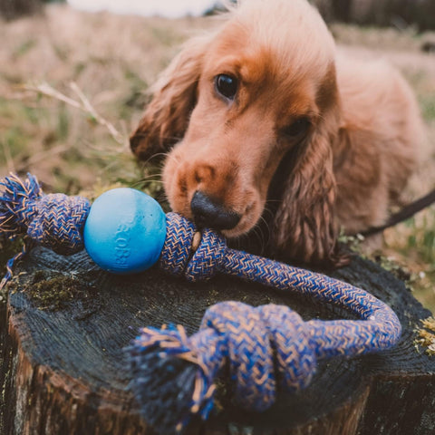 Beco - Balle en Caoutchouc sur Corde - Jouet pour Chien - Bleu