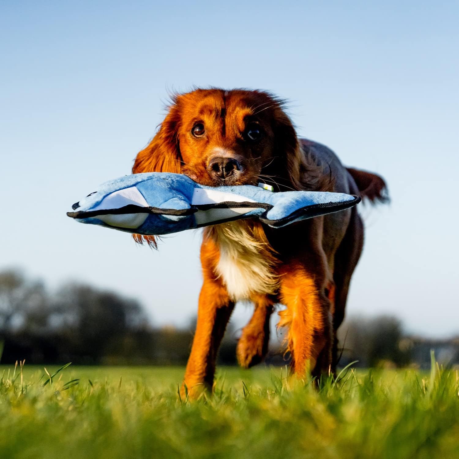 Beco Rough and Tough – Dauphin – Moyen