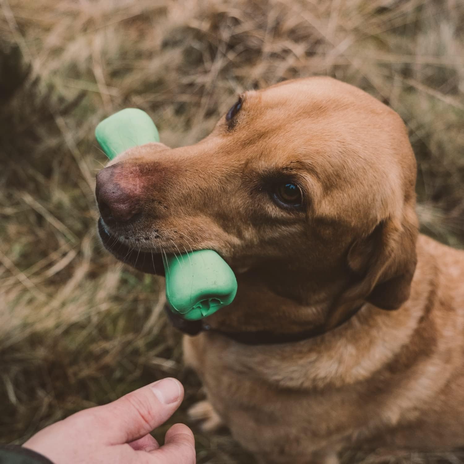 Beco Treat Bone – Moyen (175 mm) Vert