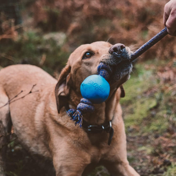 Beco - Balle en Caoutchouc sur Corde - Jouet pour Chien - Bleu