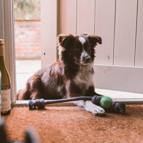 Beco - Balle en Caoutchouc sur Corde - Jouet pour Chien - vert