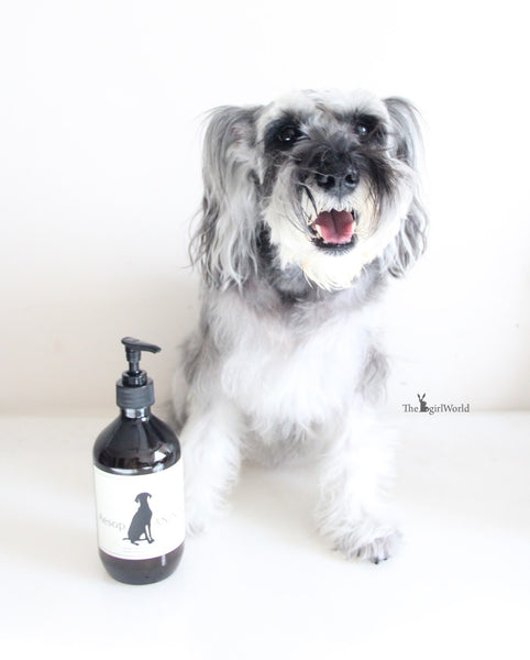 Aésop animal shampoing pour chien 500ml