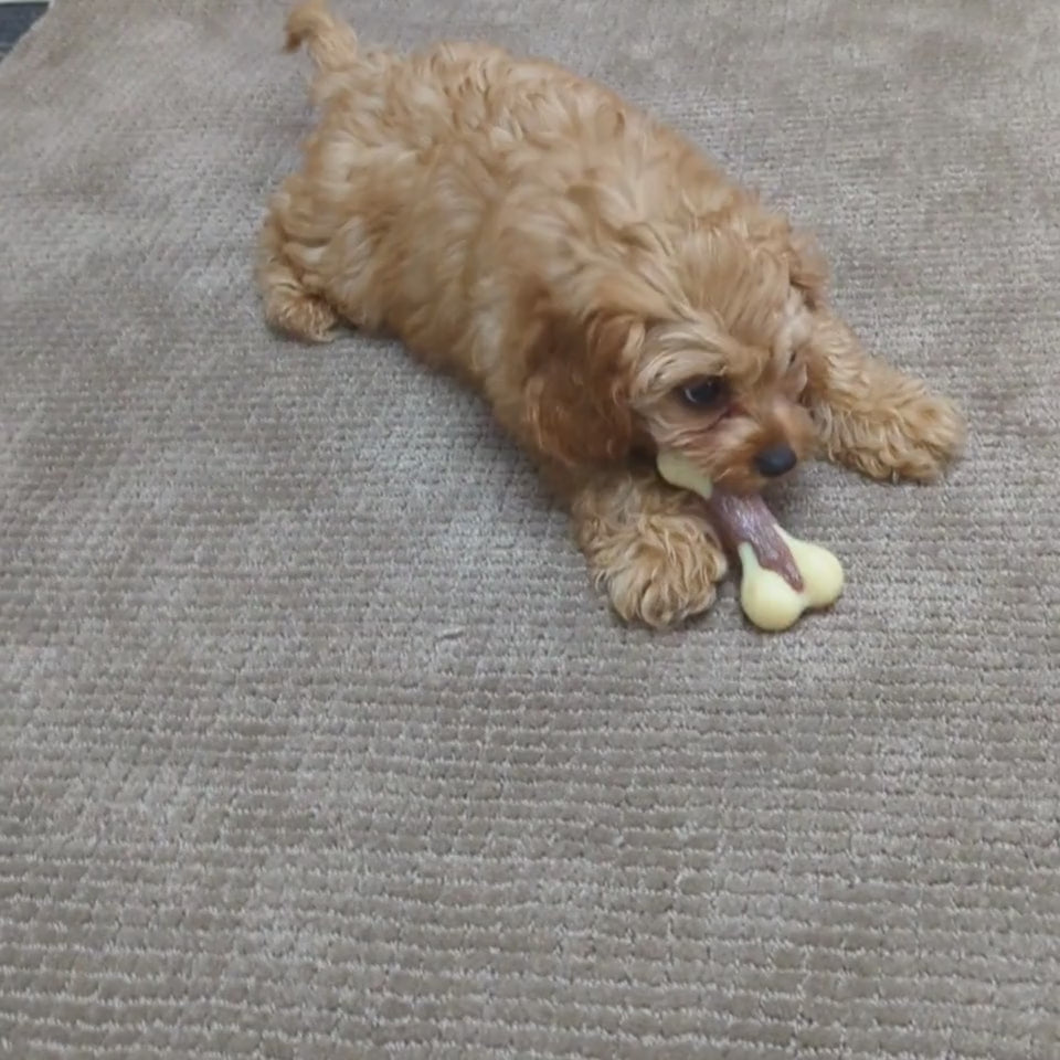 Os en Super Nylon – Encourage la mastication Medium