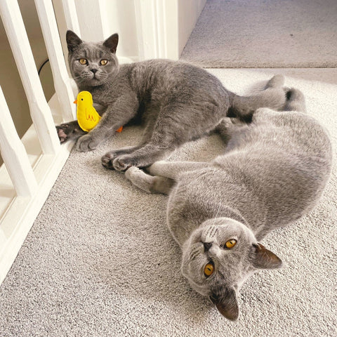 Jouet à herbe à chat Beco – Perruche