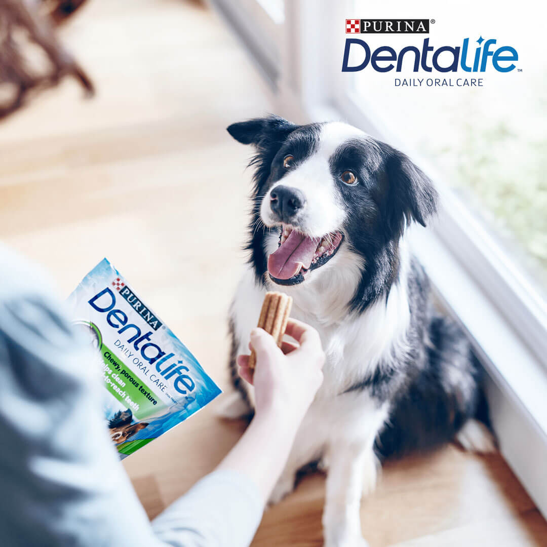 Friandise Bâtonnets À Mâcher  Pour Chien  Medium  Dentalife